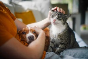 apartamento que aceita pet