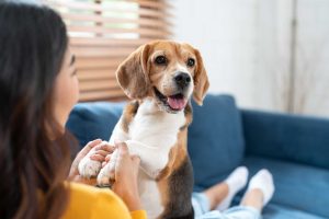 seguro residencial pet