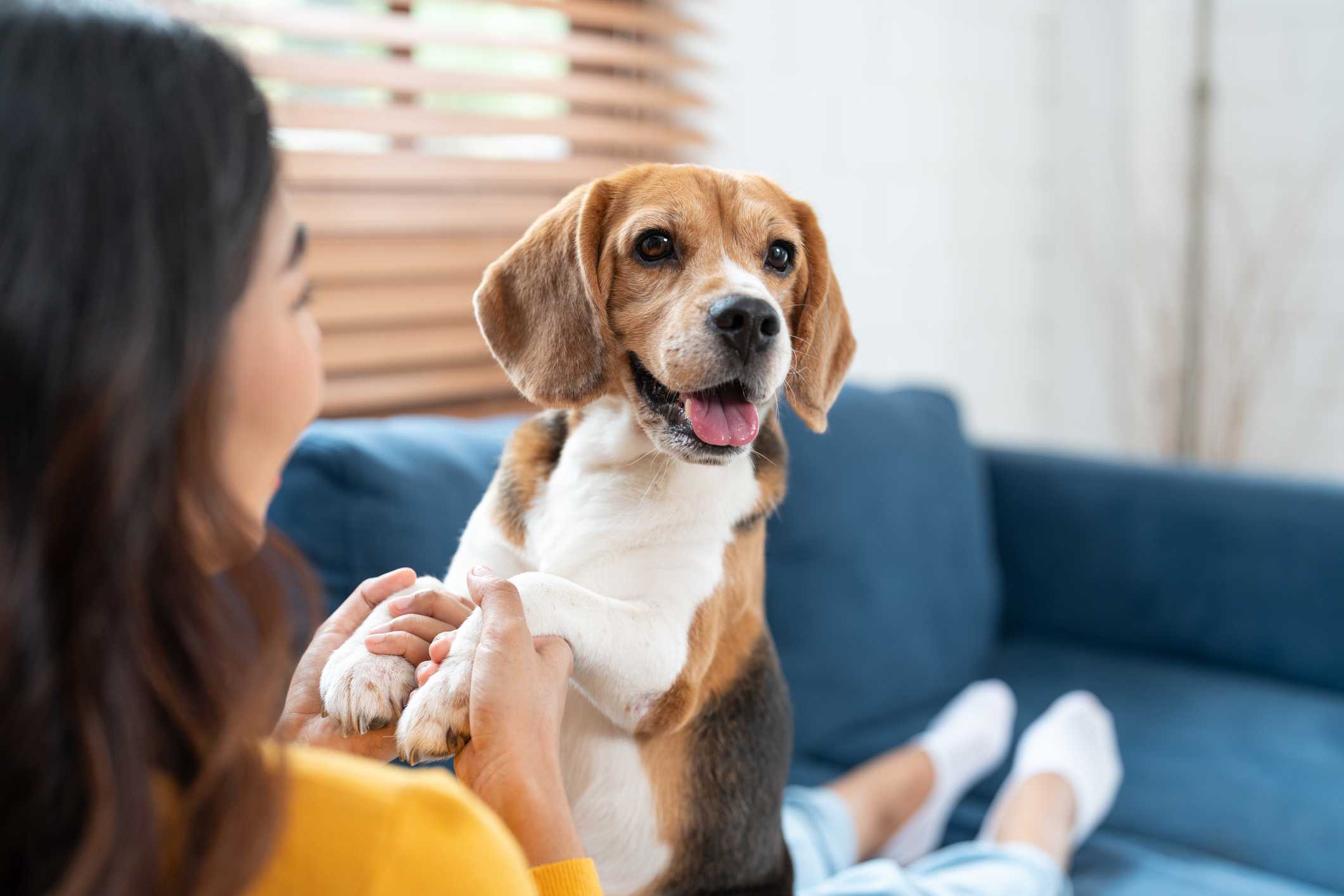 seguro residencial pet